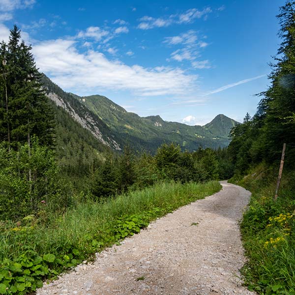 Waldweg mit Aussicht aufs Bergpanorama